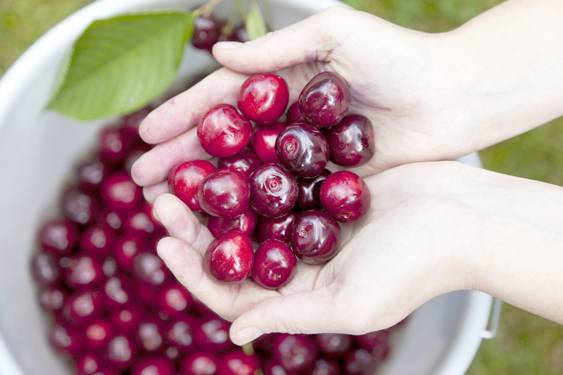 Tại sao trái cherry lại đắt nhưng vẫn được ưa chuộng?
