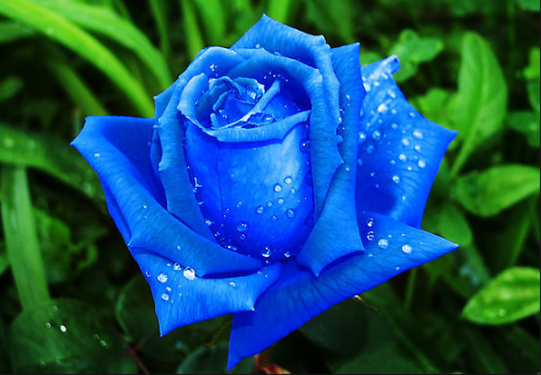 Hoa Hồng Xanh có sức cuốn hút đặc biệt bởi điểm nhấn màu xanh đặc trưng. Những bức ảnh liên quan sẽ khiến bạn trầm trồ ngắm nhìn và cảm nhận sự huyền bí và thần thái của loài hoa này.