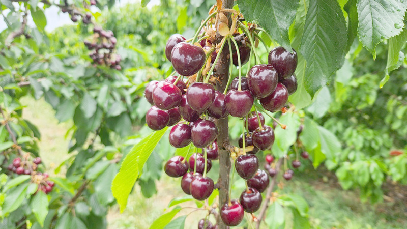 tại sao trái cherry lại đắt
